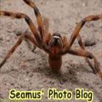 seamusallen0905