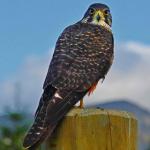 Sparrowhawkkarearea