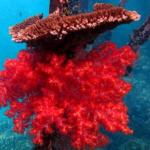timvisitkarimunjawa