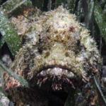 stonefish55