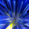 FotoMacrus
