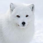 silverf0x
