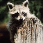 Bounty_Hunter
